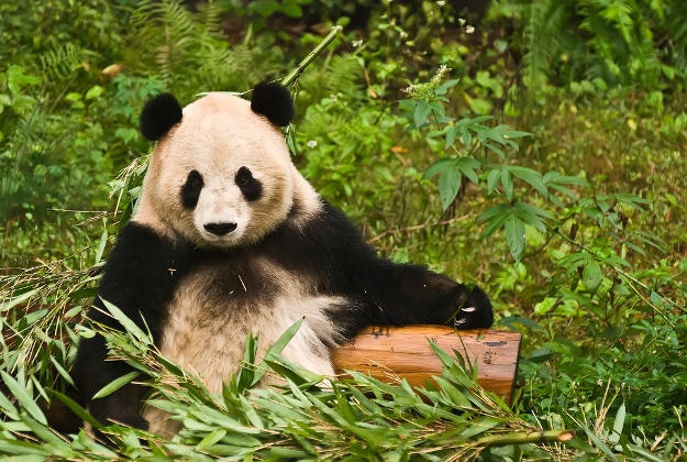A panda relaxes at the Chonqing Zoo, China.