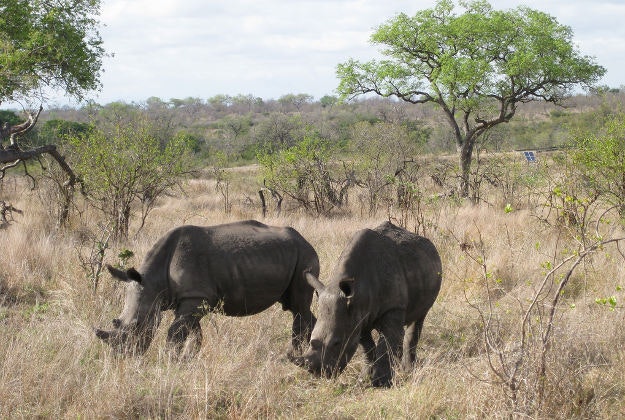 Rhinos in the Kruger National Park.