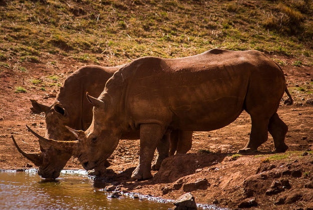 Wild rhino's in South Africa.