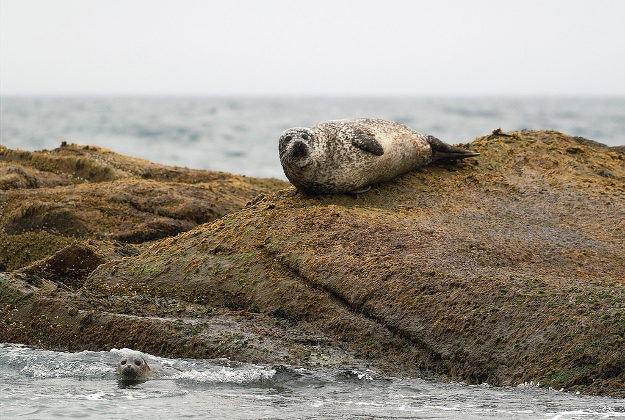 Seals in Nordland, Norway.