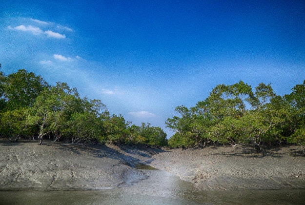 Sundarbans National Park.