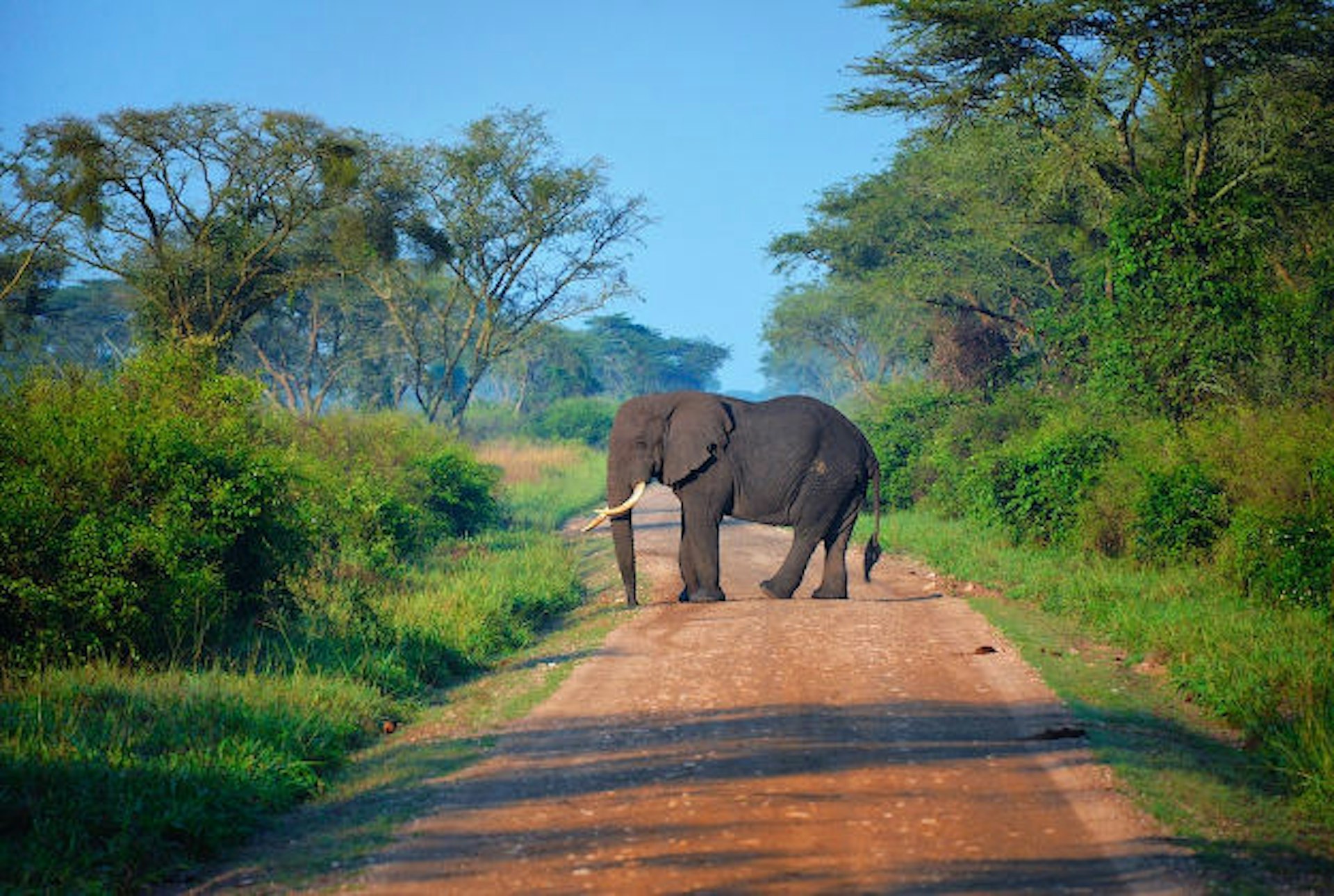 Elephant crossing, Uganda.
