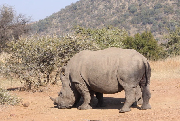 A white rhino in the Pilanesberg National Park, South Africa.