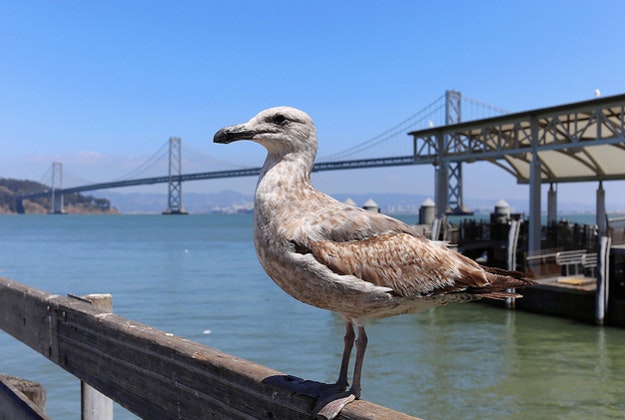 San Francisco Bay.
