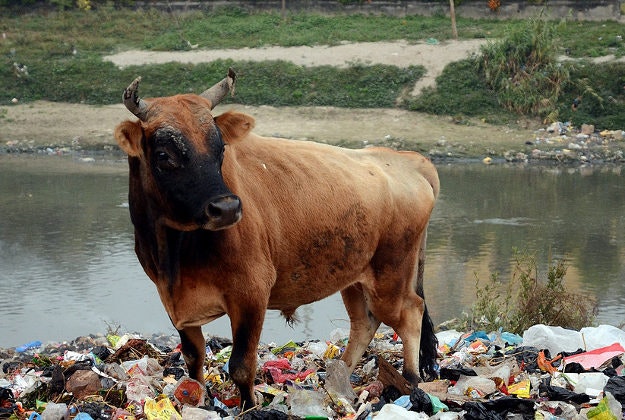A bull roams near Kathmandu.
