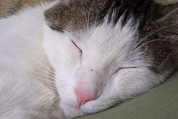 Cat struck my mysterious 'sleeping illness'.