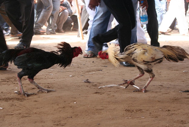 Cock fighting in Andhra Pradesh, India.
