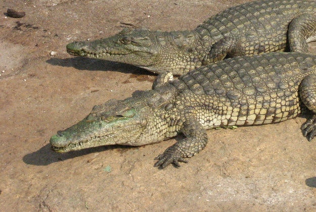 Funeral drink was believed to have been poisoned with crocodile bile.