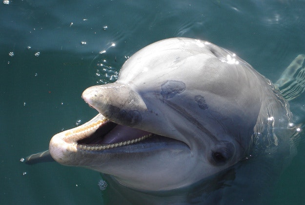 Casablanca aquarium will feature dolphins as well as penguins, sea lions and sharks.
