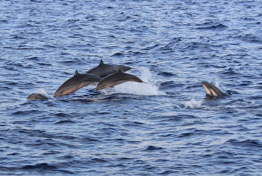 A school of dolphins in the Maldives.