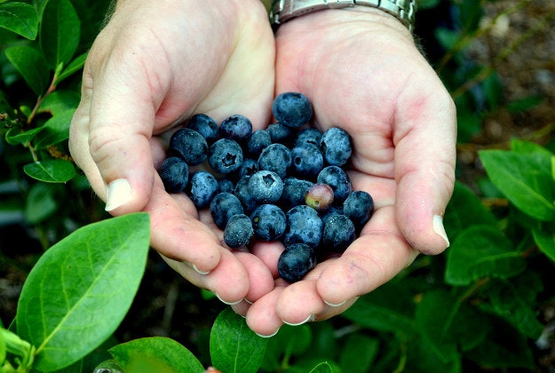 Australian government investigates exploitation of backpackers looking for work such as fruit-picking
