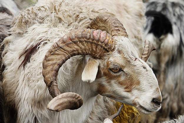A mountain goat in Nepal.