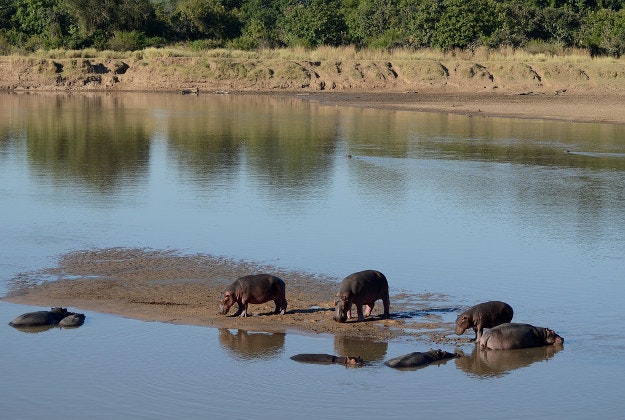 Hippos in Zambia's South Luangwa National Park.