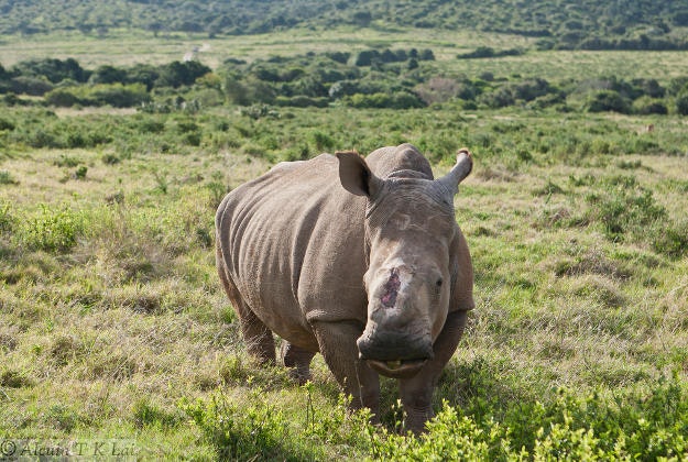 A white rhino in the Kariega Game Reserve.