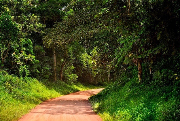 A dirt track running through the Kibale Forest National Park.