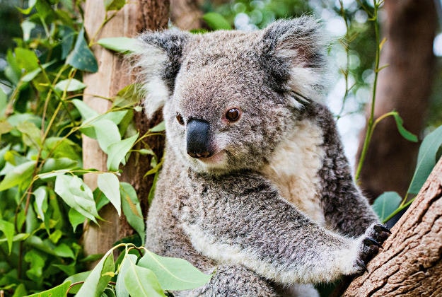 A koala rests in a eucalyptus tree.