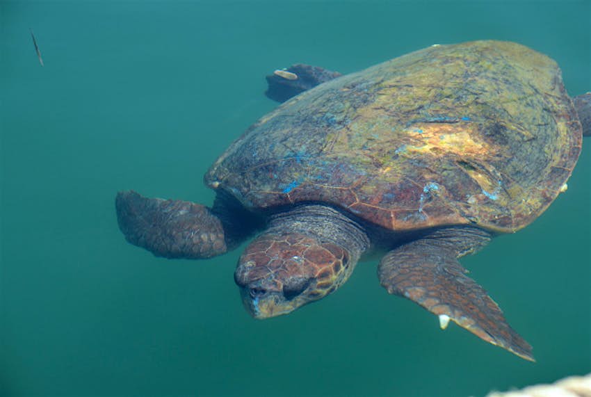 Travel News - Loggerhead1 A loggerhead turtle