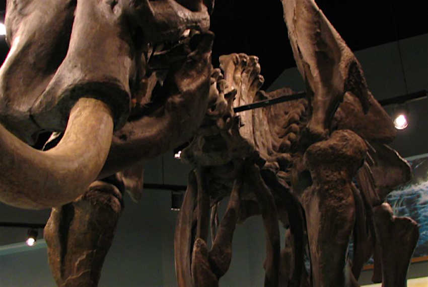 Travel News - Mastodonskeleton Mastodon skeleton on display.
