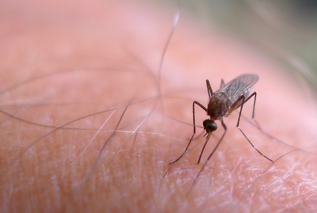 Mosquitoes could become a serious problem in Australia.