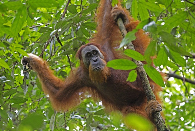 An rehabilitated orangutan in the Sumatran jungle.