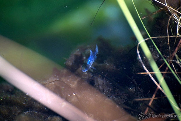 Pupfish at Ash Meadows.