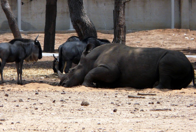 A rhino relaxes at Israel's Safari Zoo.