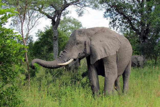 Elephants in the Sabi Sand Reserve.