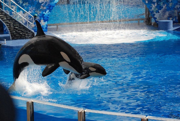 SeaWorld's controversial Shamu show.