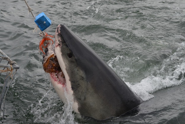 A great white takes the bait off the coast of South Africa.