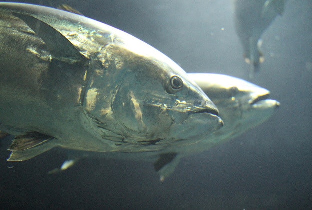 Tuna fish at Tokyo's Sea Life Park.