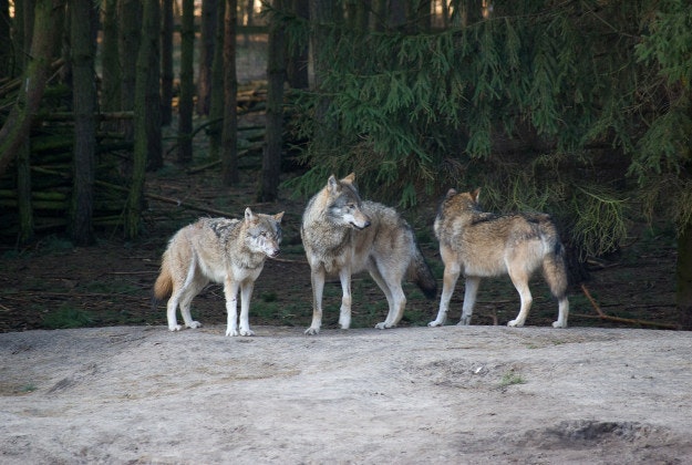 Wolves in the Schorfheide Naturpark, Brandenburg.