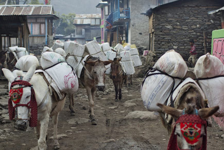 Pak mules carrying imports through the Himalayas.