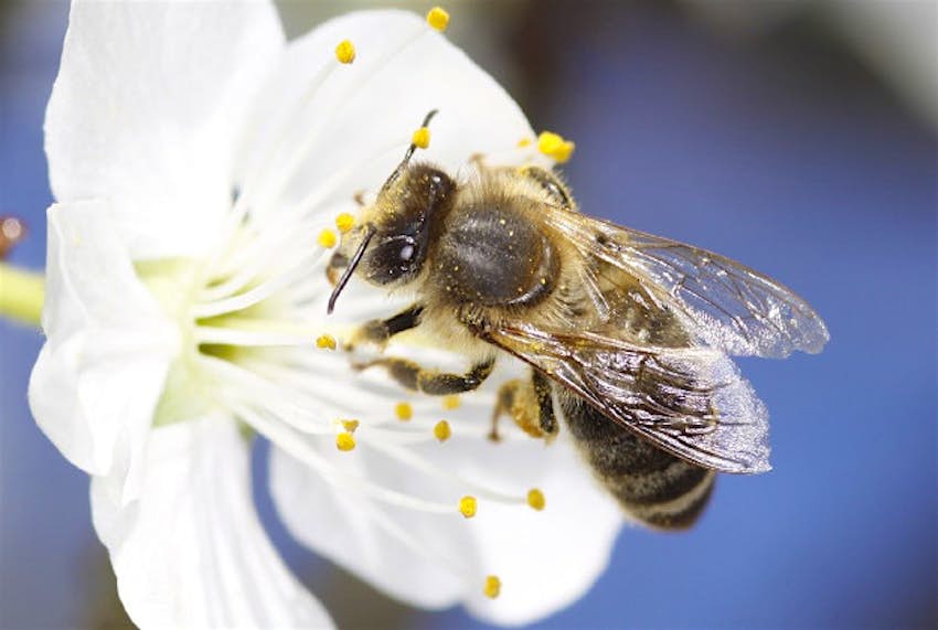 Travel News - BEESa1 The Republic of Ireland and the North are to come together to create bee highways in an attempt to boost the endangered insect population