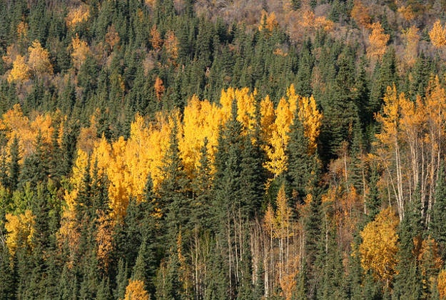 Birch trees in Alaska.