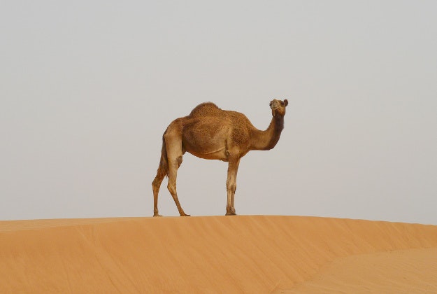 A camel looks across the dunes of a desert in Dubai.