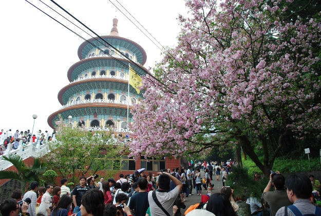 Cherry blossoms in Taipei.