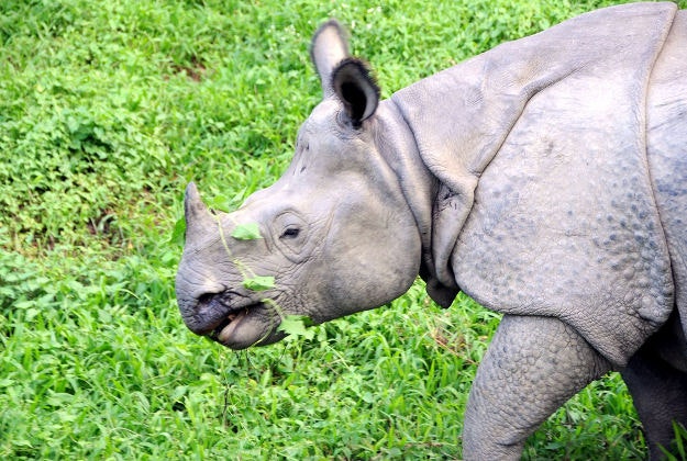 A rhino in the Chitwan National Park, Nepal.