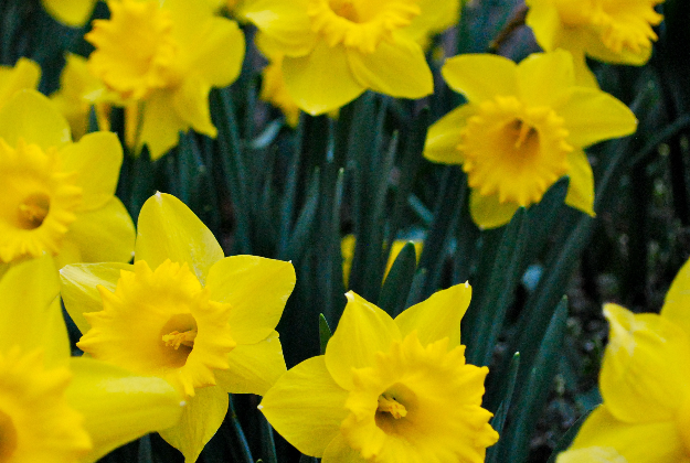Spring comes early to Daffodil Hill.