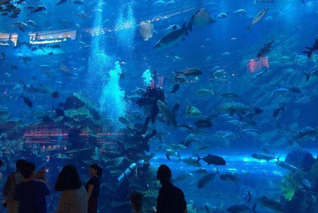 Dubai's aquarium.
