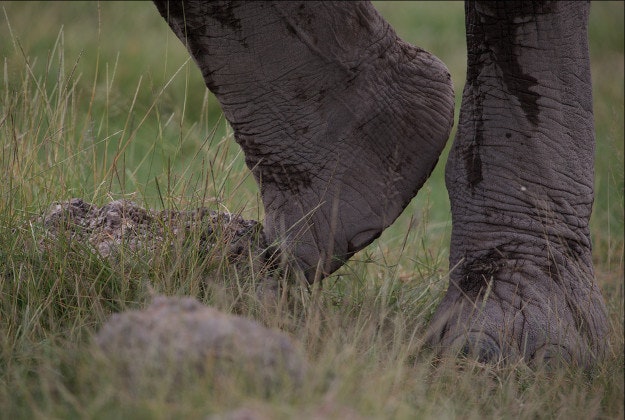 Photographer's GoPro runs a foul of an African Elephant's foot.