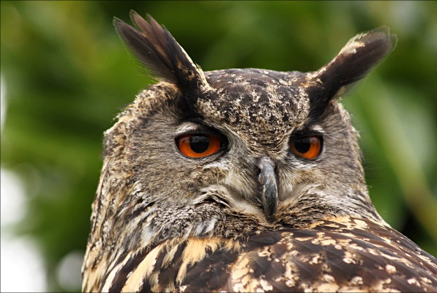 A European eagle owl.