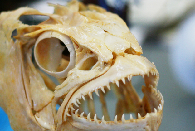 Fish skeletons confiscated at Dubai airport.