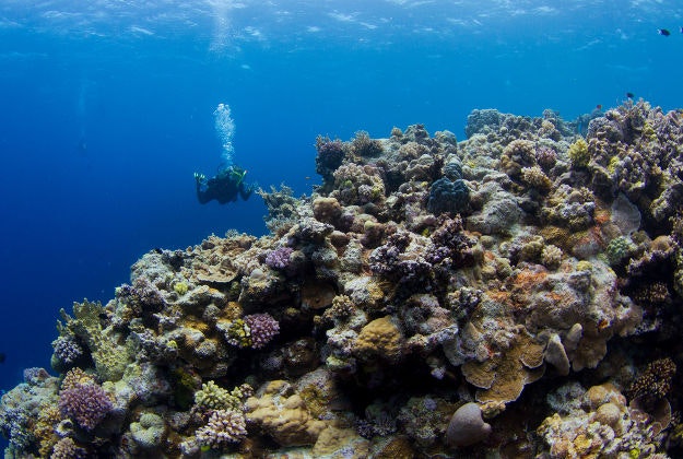 A diver on the Great Barrier Reef.