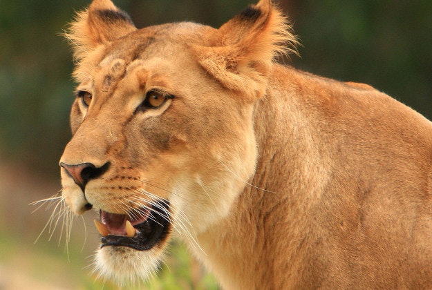 Lions rediscovered at national park in Ethiopia.
