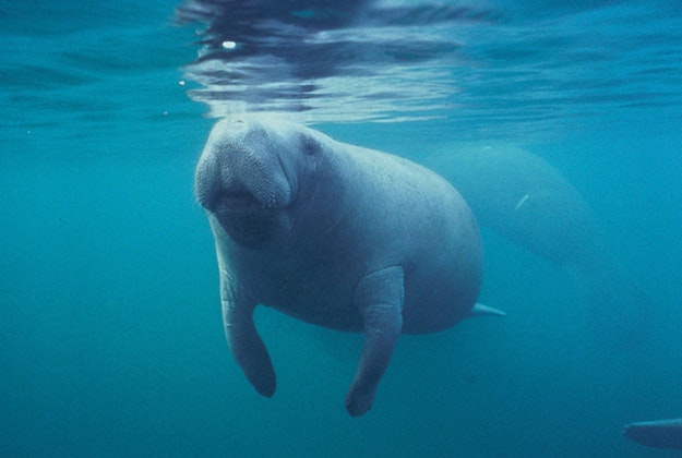 Florida manatee, 2010.