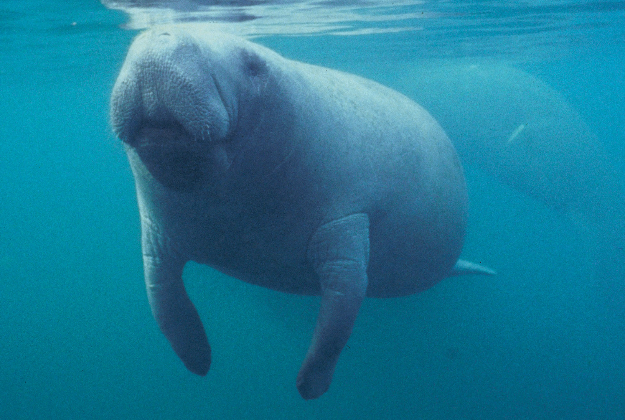Manatees rescued from storm drain in Florida.