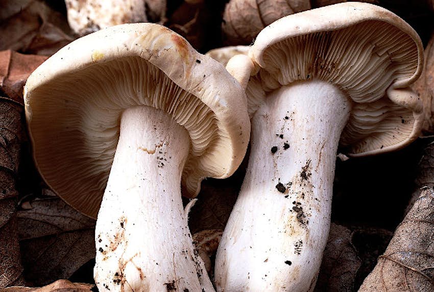 Travel News - Mushrooms Let us turn into a country of mushrooms!