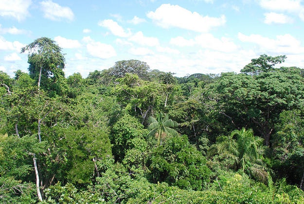 Rainforest near Purto Maldonado, Peru.