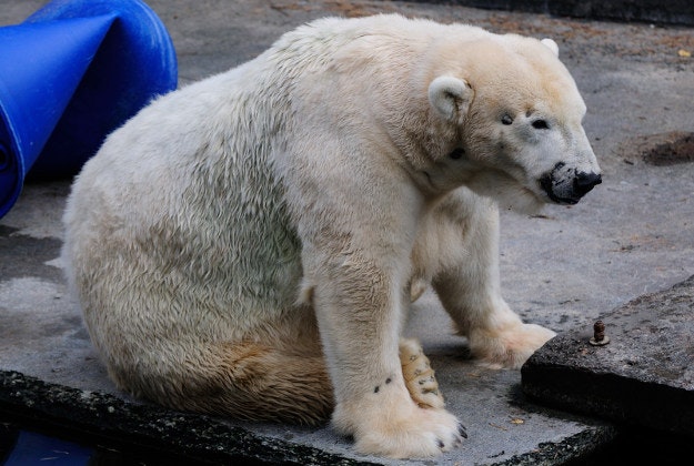 A polar bear at the Rostock Zoo.