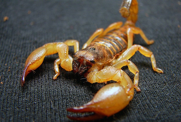 Scorpion.